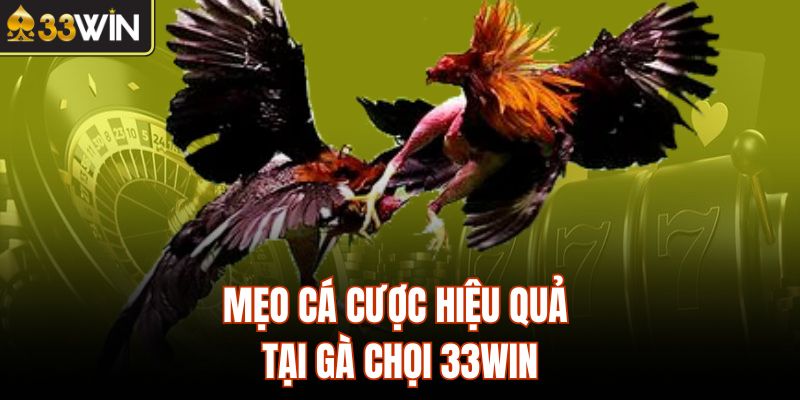 Mẹo cá cược hiệu quả tại gà chọi 33Win